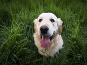 The $100,000 dog